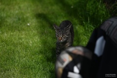 GCS_DSC_2368